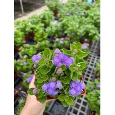 Ageratum 4" Pot